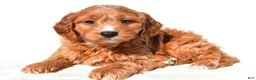 Mini Goldendoodle dogs for sale: Conner - Ad 3