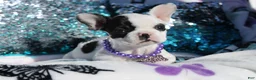 French Bulldog dogs for sale: Lola - Ad 5