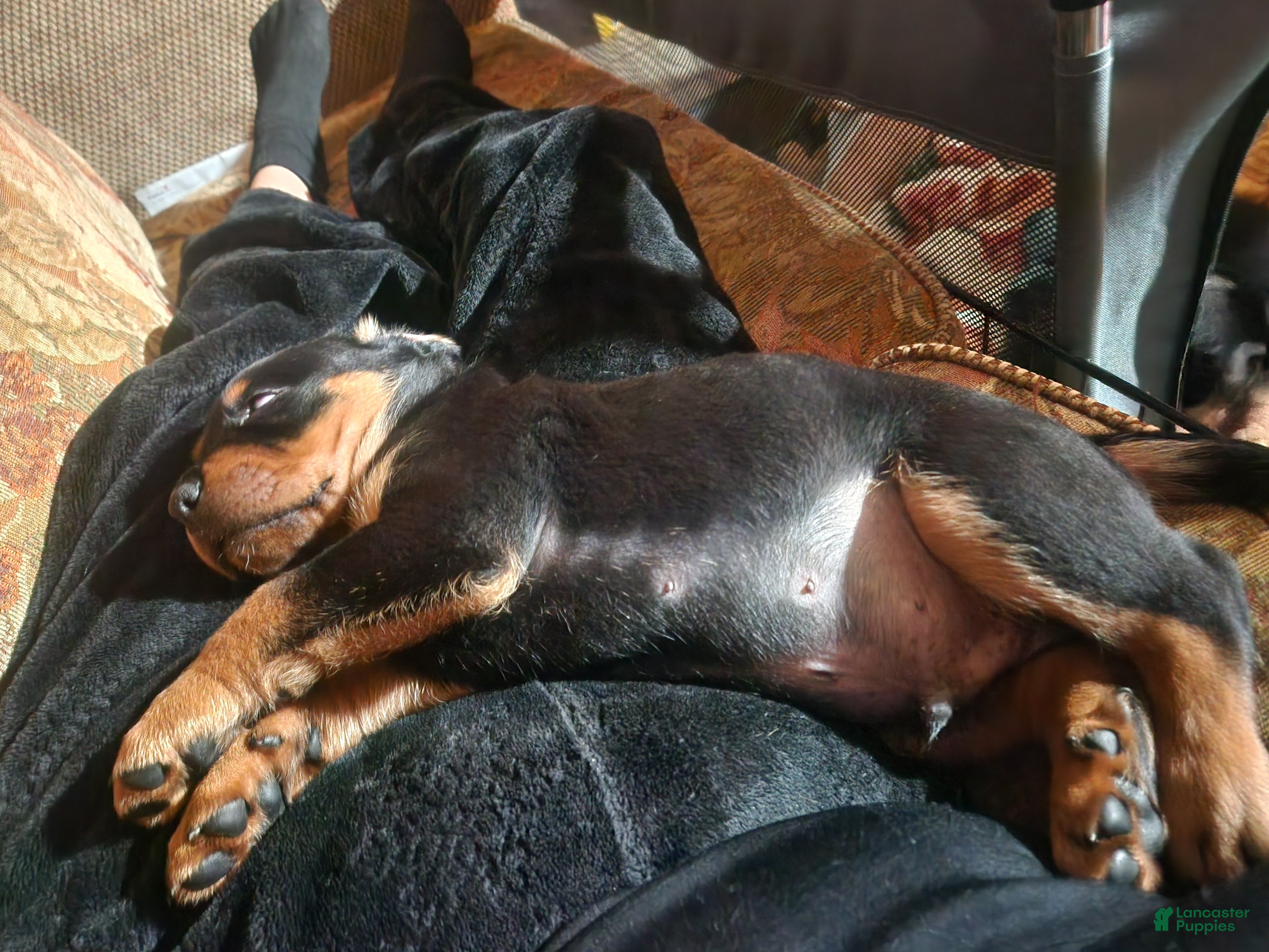 Rottweiler dogs Rottweiler Puppy 5 - Ad 6