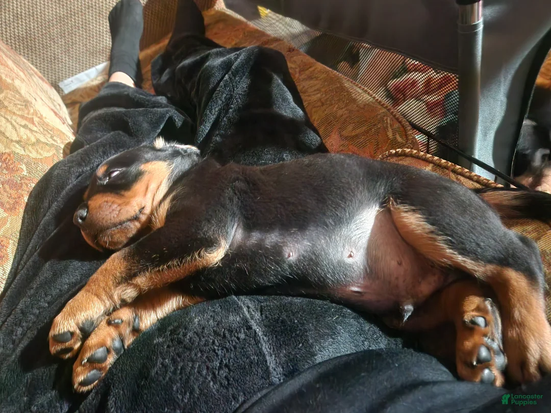 Rottweiler dogs for sale: Rottweiler Puppy 5 - Ad 1