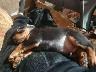 Rottweiler dogs Rottweiler Puppy 5 - Ad 6