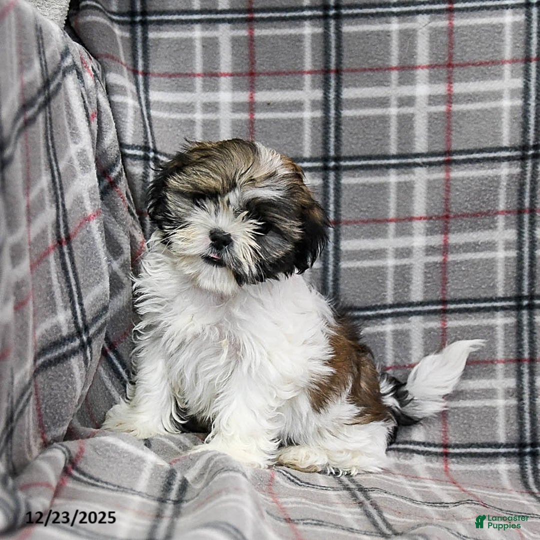 Shihpoo dogs for sale: Midge  - Ad 8
