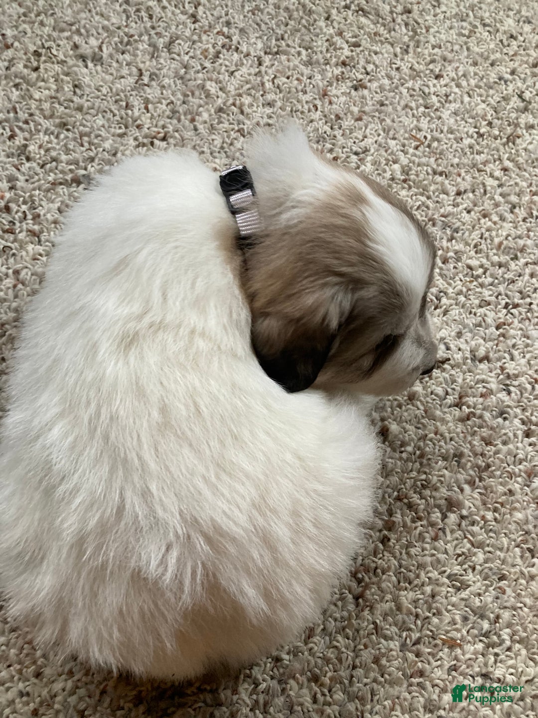 Great Pyrenees dogs for sale: Great Pyrenees Male Puppy - Grey - Ad 4