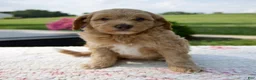 Aussiedoodle dogs for sale: Annie - Ad 6