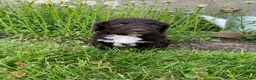 Portuguese Water Dog dogs for sale: Milo - Ad 3