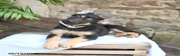 German Shepherd dogs for sale: Nutmeg - Ad 3
