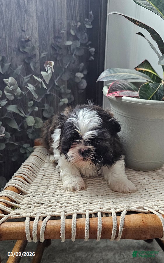 Shih Tzu dogs Ricky - Ad 1