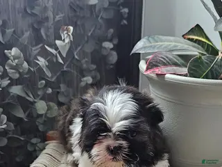 Shih Tzu dogs for sale: Ricky - Ad 3