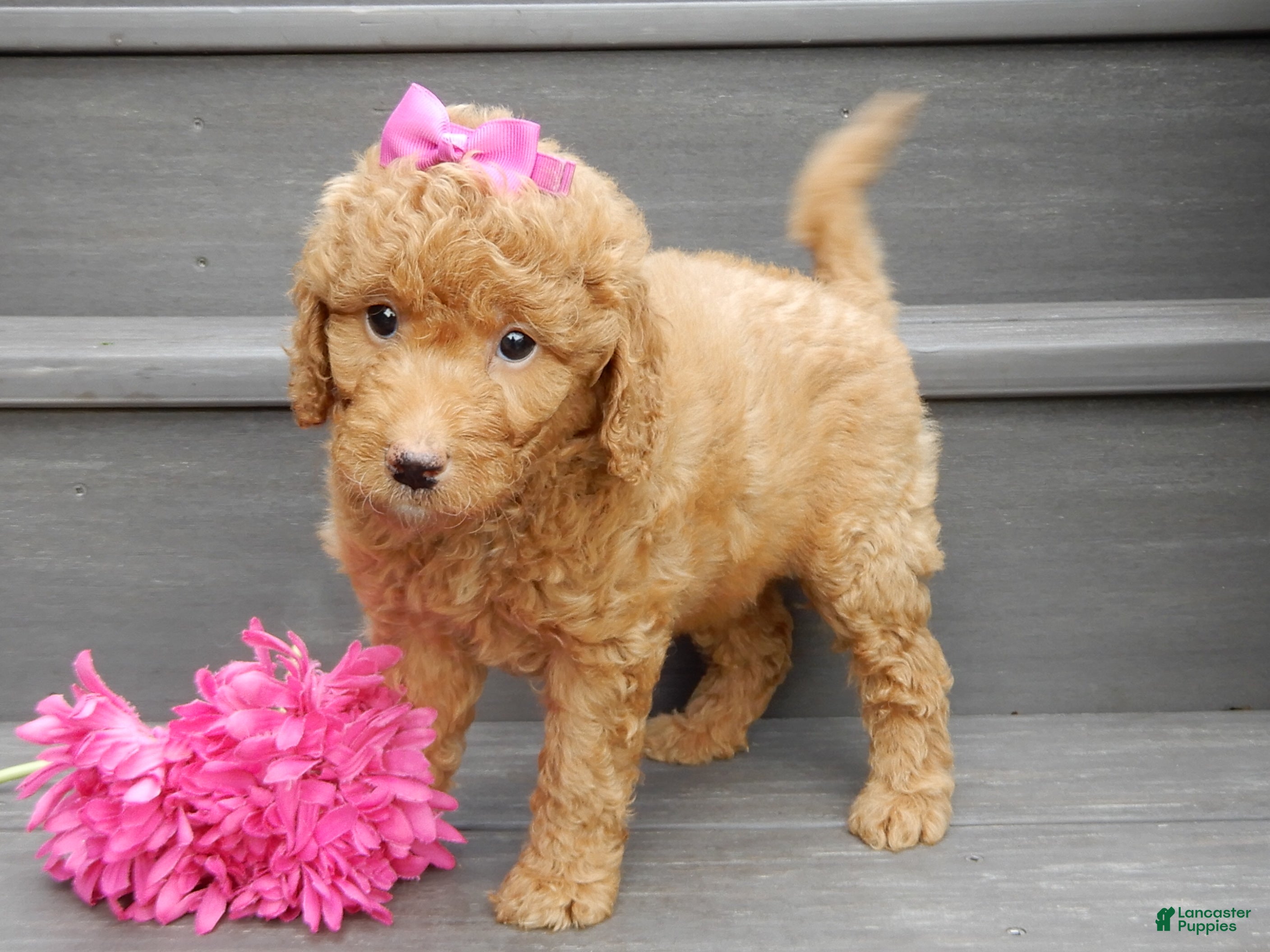 Mini Goldendoodle dogs Sunny - Ad 2