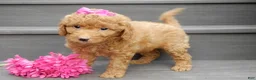 Mini Goldendoodle dogs for sale: Sunny - Ad 2