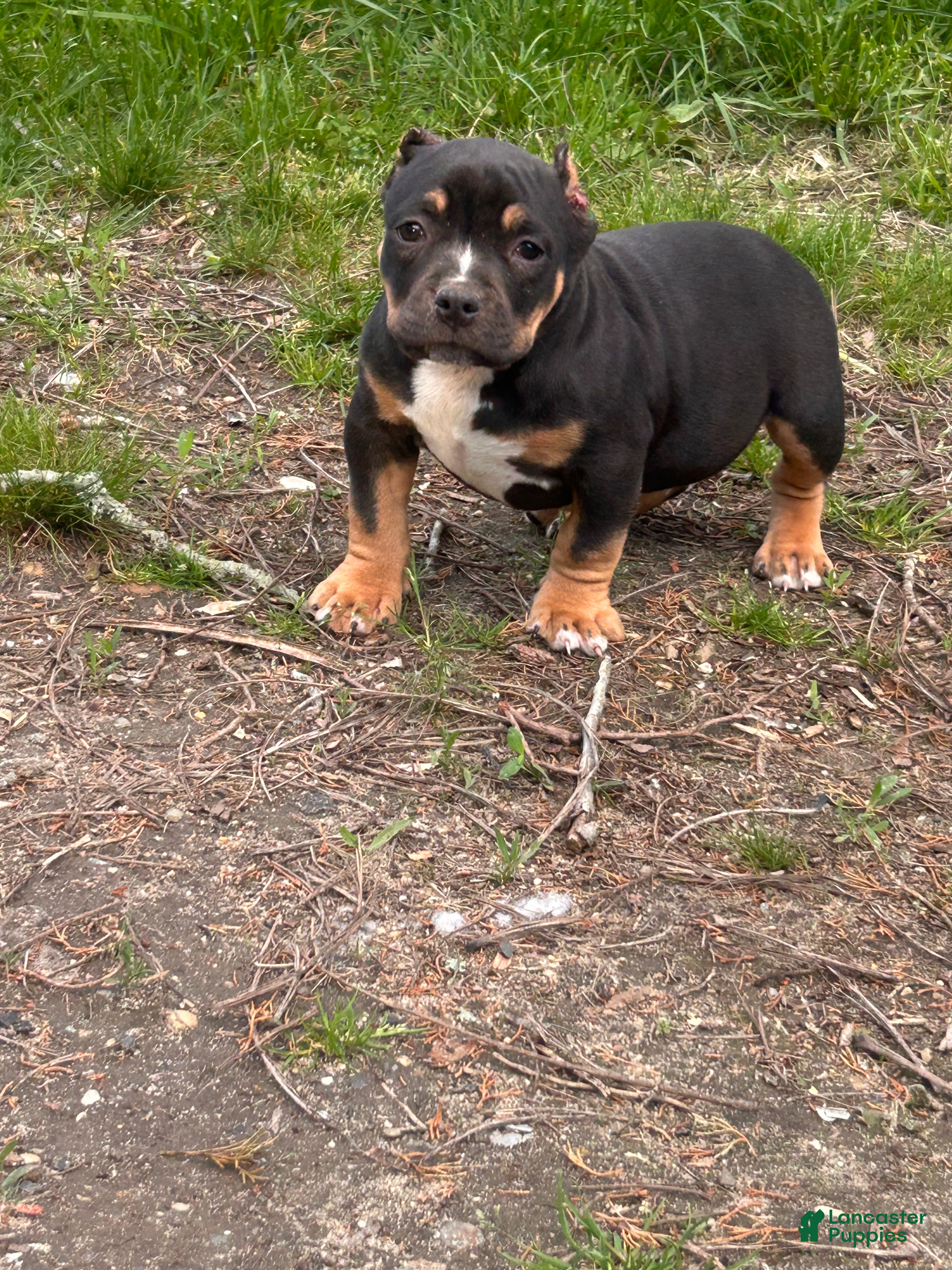 American Bully dogs Rampage - Ad 2