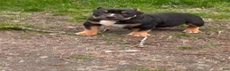 American Bully dogs for sale: Rampage - Ad 2