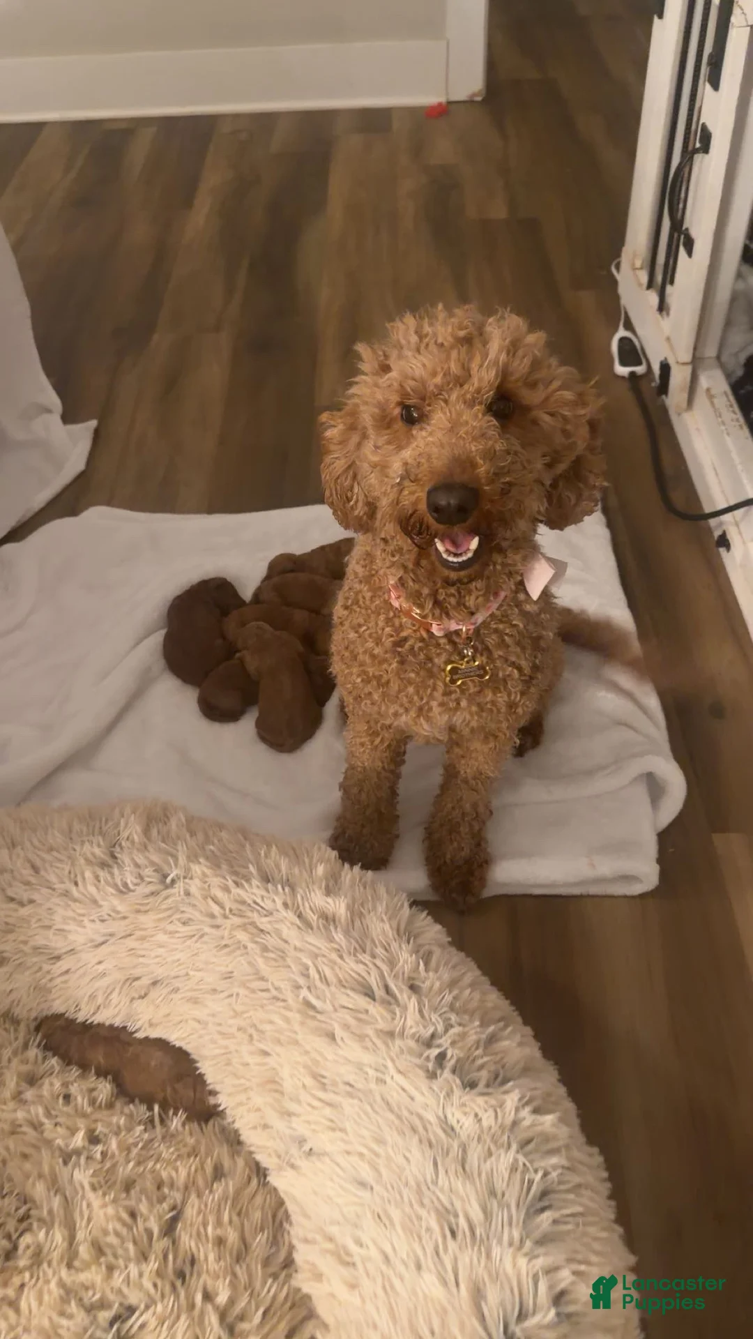 Mini Goldendoodle dogs for sale: Mini Goldendoodle Puppy 4 - Ad 2