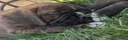 Boxer dogs for sale: Bronco - Ad 6