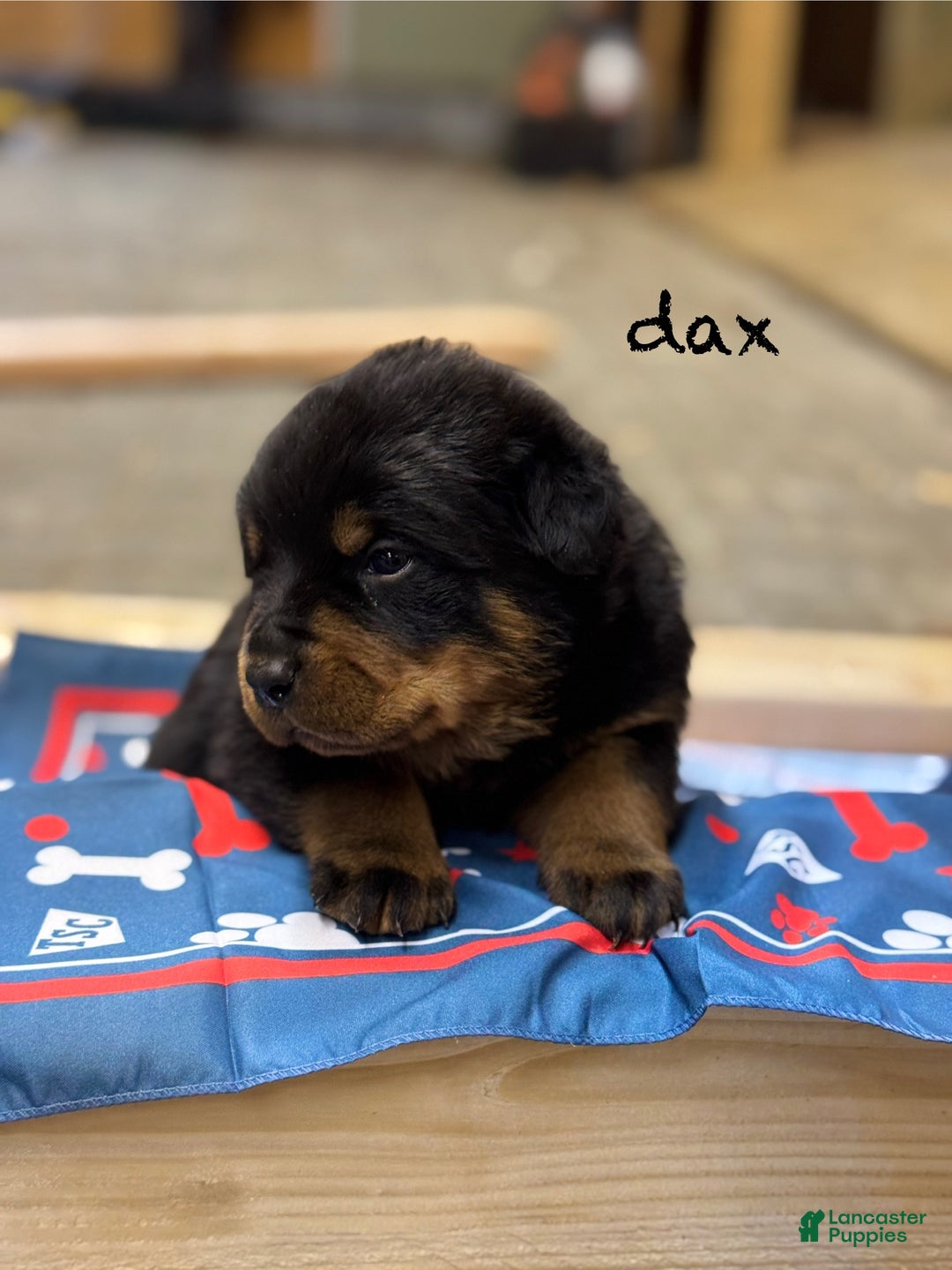 Rottweiler dogs for sale: Dax (docked tail)  - Ad 1