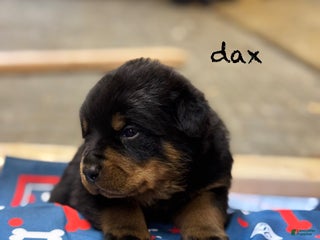 Rottweiler dogs Dax (docked tail) - Ad 12