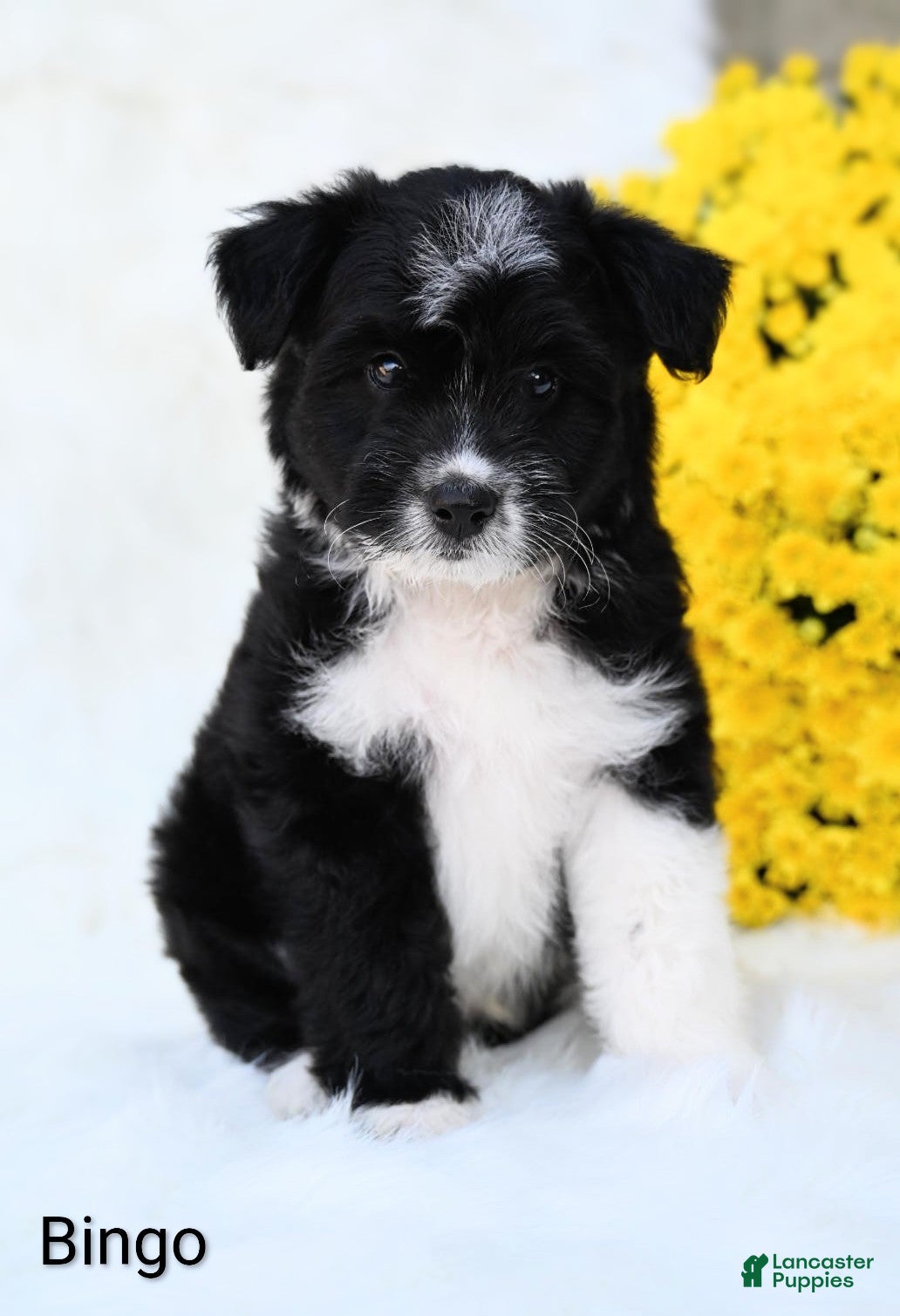 Mini Aussiedoodle dogs Bingo - Ad 1
