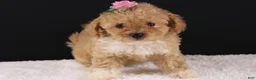 Shihpoo dogs for sale: Piper - Ad 9