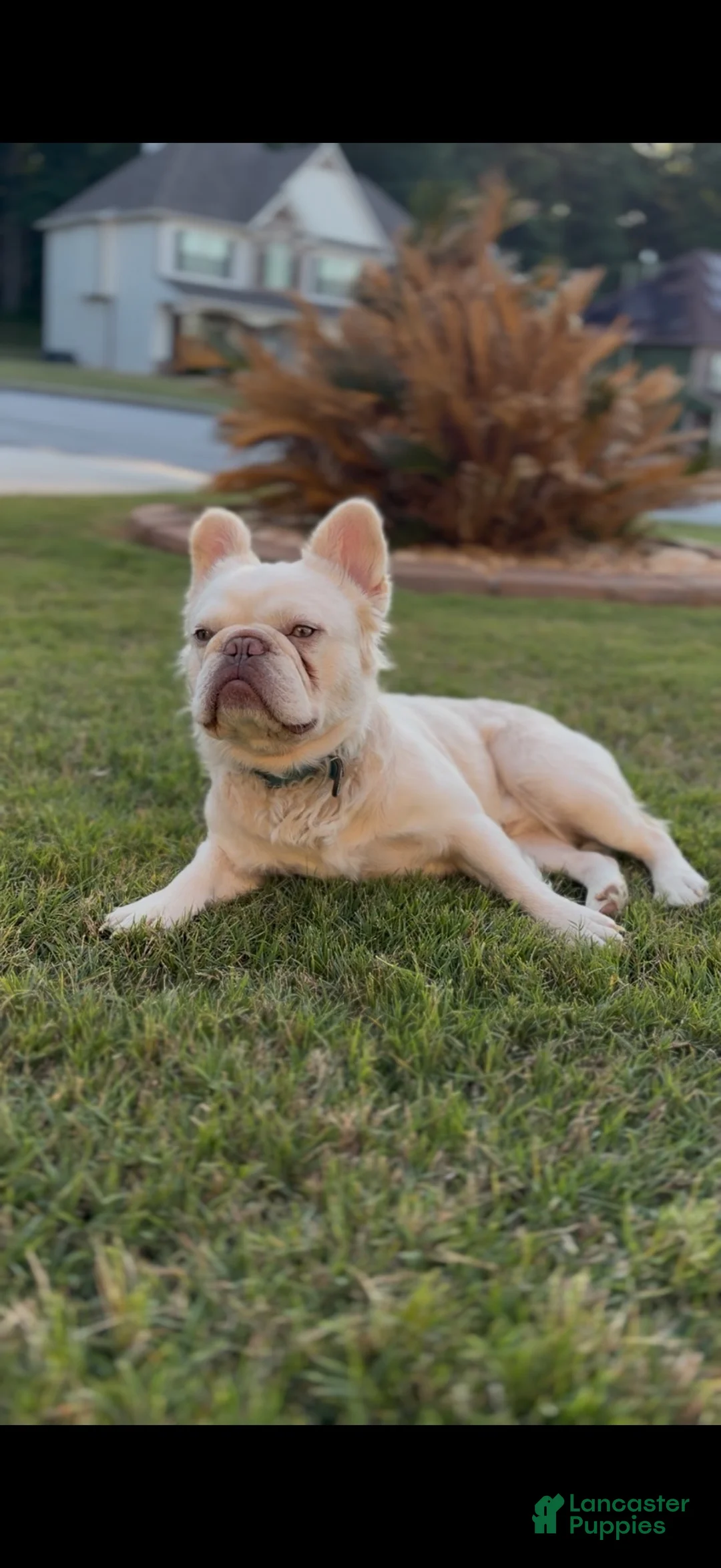 French Bulldog dogs for sale: Isabella  - Ad 15