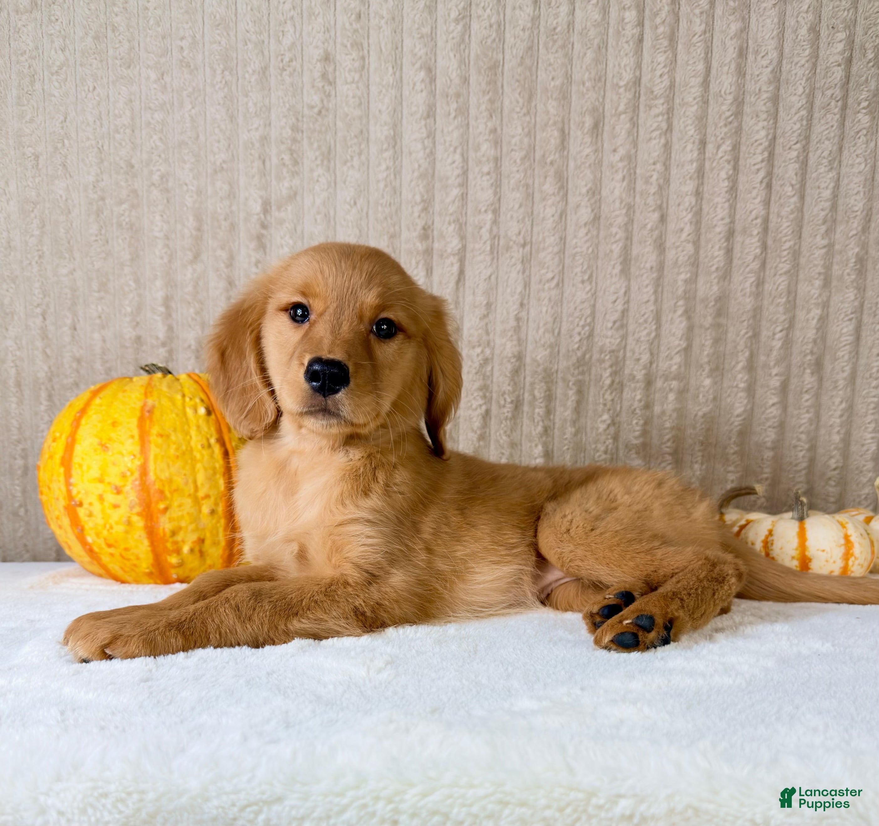 Golden Retriever dogs for sale: Dalila - Ad 26