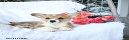 Welsh Corgi Pembroke dogs for sale: Kisses - Ad 5