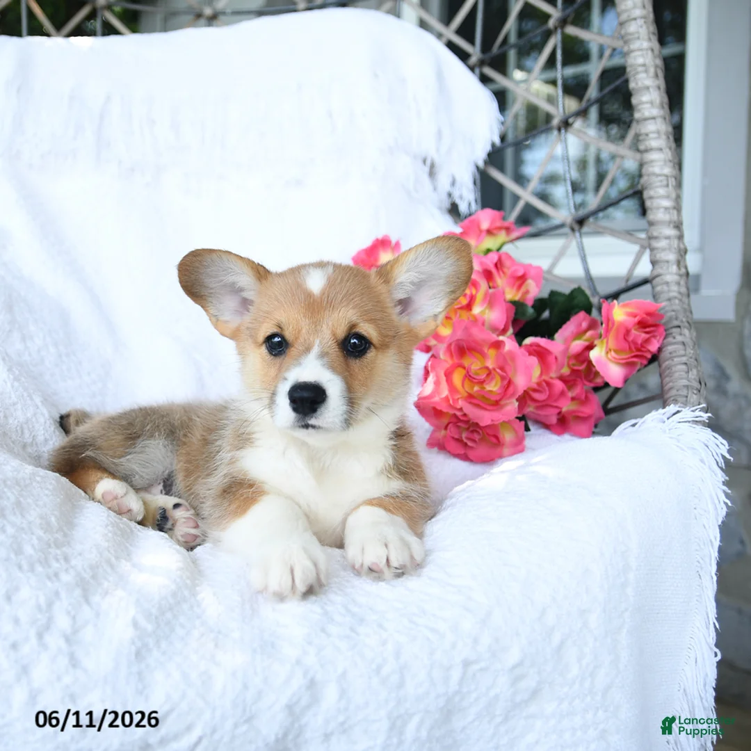 Welsh Corgi Pembroke dogs for sale: Kisses - Ad 5