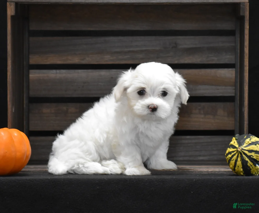 Maltese dogs for sale: Maggie - Ad 2
