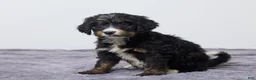 Bernedoodle dogs for sale: Kaycee - Ad 5