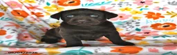 Labrador Retriever dogs for sale: Pansy - Ad 1