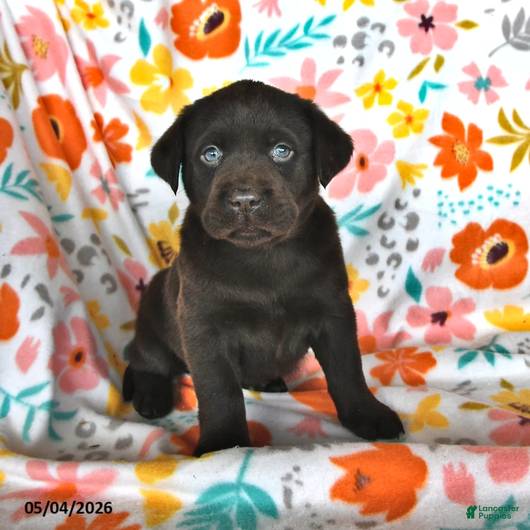 Labrador Retriever dogs for sale: Pansy - Ad 1