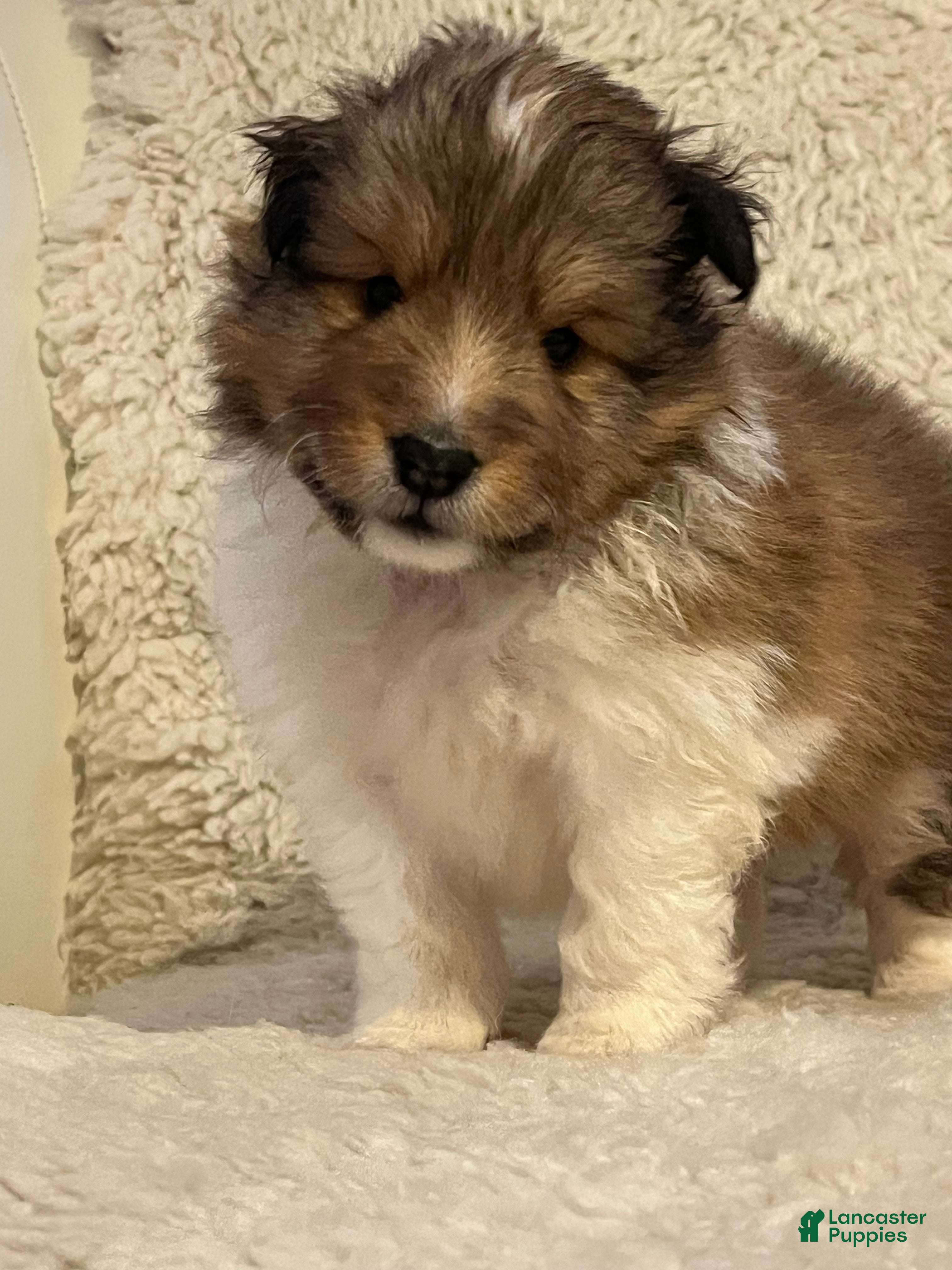 Shetland Sheepdog dogs Shetland Sheepdog Puppy 2 - Ad 25