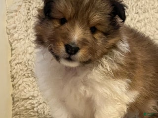 Shetland Sheepdog dogs Shetland Sheepdog Puppy 2 - Ad 25