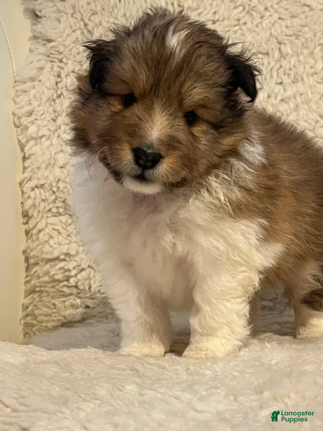 Shetland Sheepdog dogs for sale: Shetland Sheepdog Puppy 2 - Ad 1