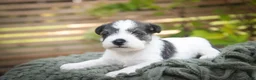 Miniature Schnauzer dogs for sale: Beauregard Miniature Schnauzer - Ad 5