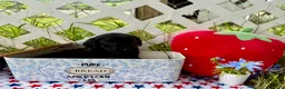 Labrador Retriever dogs for sale: Dakota - Ad 5