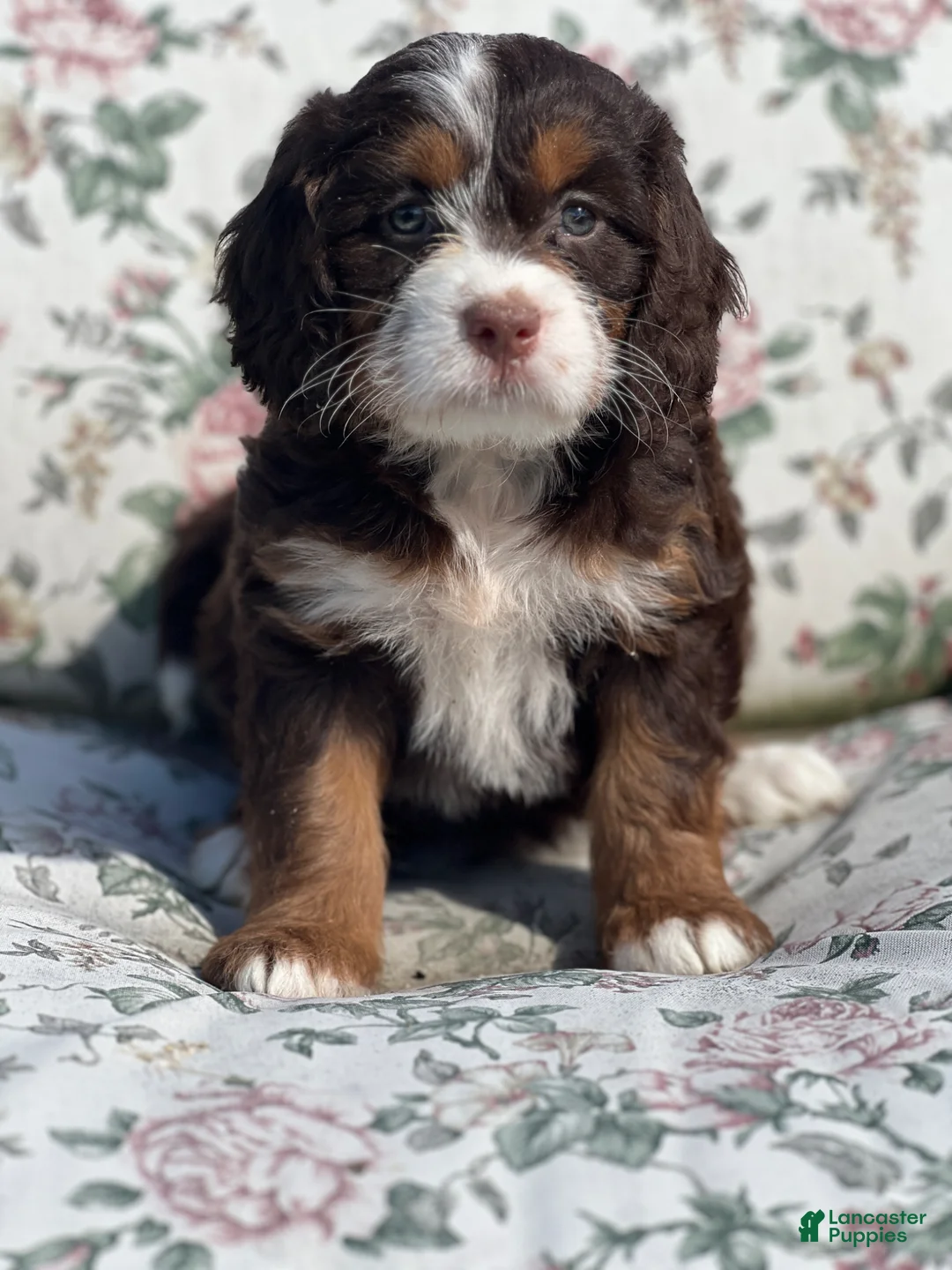 Mixed Breed dogs for sale: Honey - Ad 2