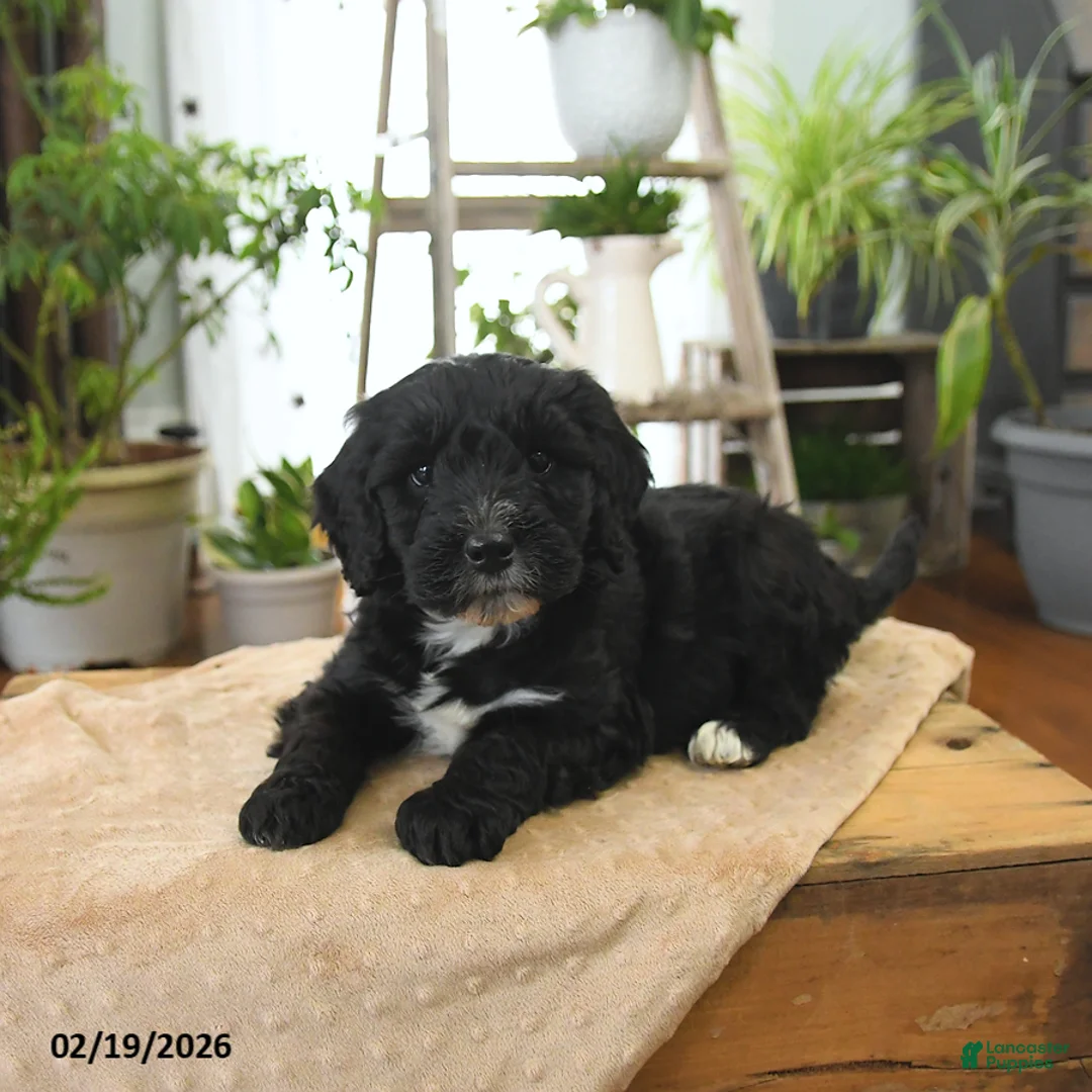 Bernedoodle dogs for sale: Luna   - Ad 4