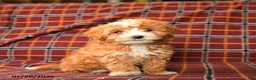 Maltipoo dogs for sale: Checkers - Ad 3