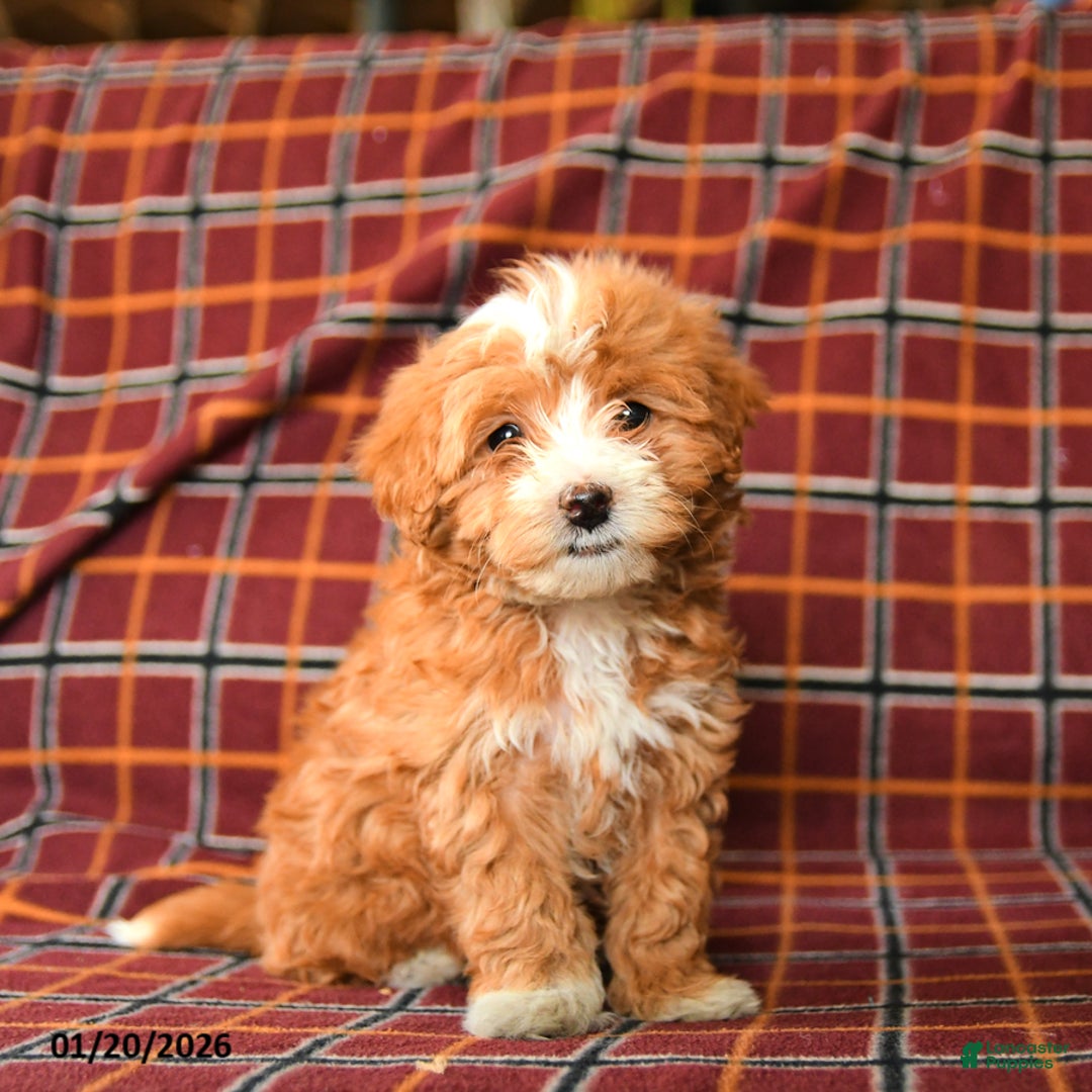 Maltipoo dogs for sale: Checkers - Ad 3