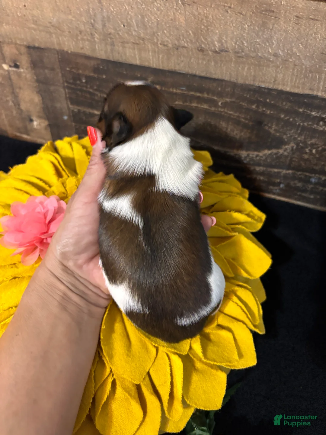 Shih Tzu dogs for sale: Shih Tzu 2 - Ad 2