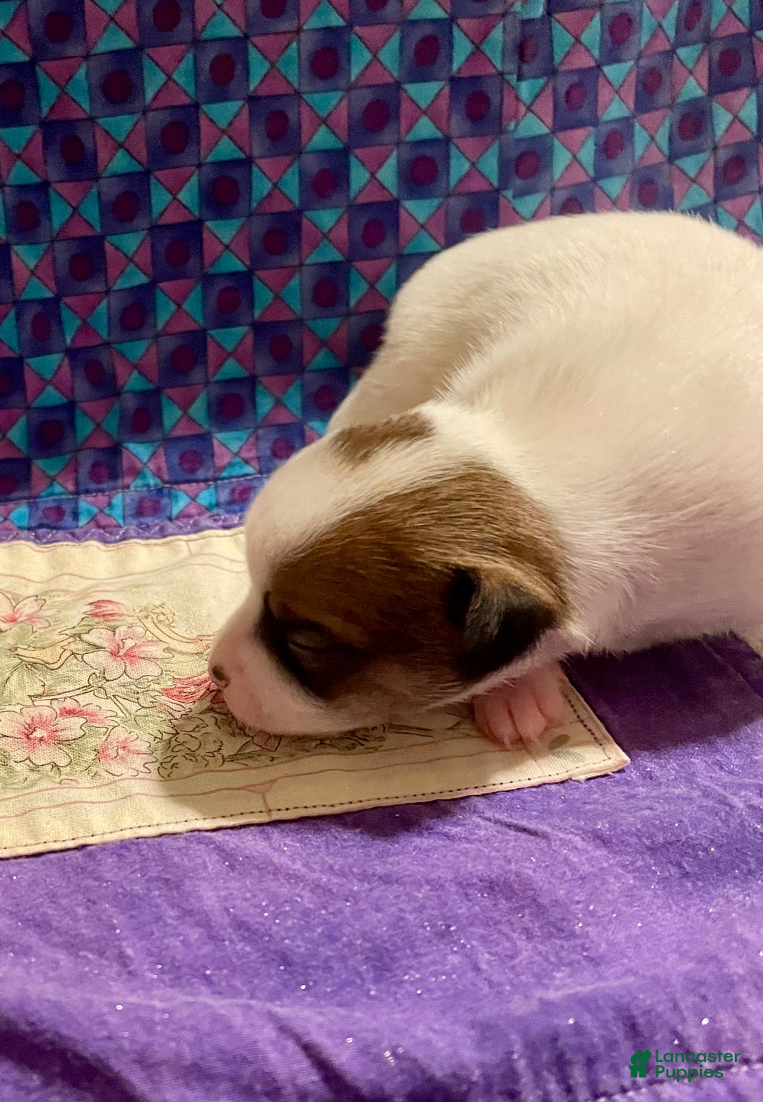 Chihuahua dogs for sale: Lucille - Ad 23