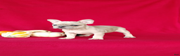 Frenchton dogs for sale: Renae - Ad 4
