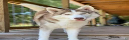 Gerberian Shepsky dogs for sale: Beth - Ad 4