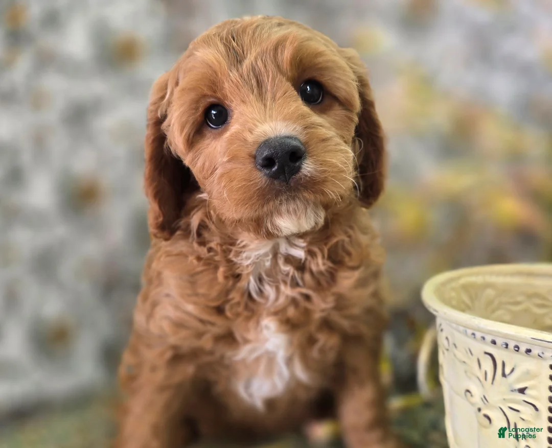 Cavapoo dogs for sale: Tundra - Ad 1