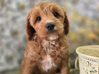 Cavapoo dogs Tundra - Ad 25