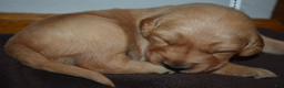 Golden Retriever dogs for sale: Ranger - Ad 14