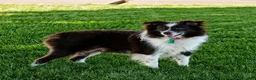 Miniature Australian Shepherd dogs for sale: Judo - Ad 6