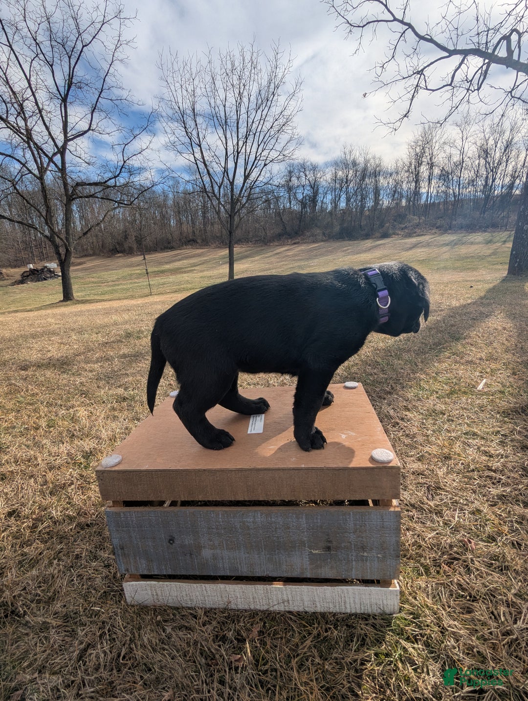 Labrador Retriever dogs for sale: Stella - Ad 2