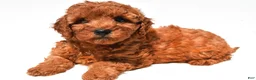 Mini Goldendoodle dogs for sale: Frances - Ad 4