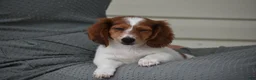 Miniature Dachshund dogs for sale: Cosmo - Ad 7